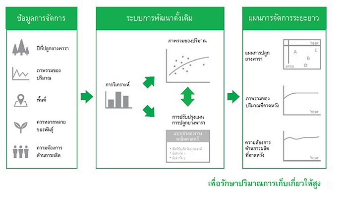 บริดจสโตนใช้ Big Data วางแผนการปลูกต้นยางพารา  เพื่อช่วยเพิ่มผลผลิตให้แก่สวนยางพารา